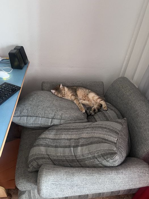 Отдам кота в добрые руки