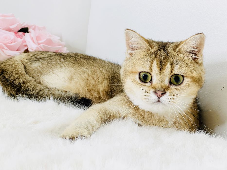 Девочка  золотая шиншилла