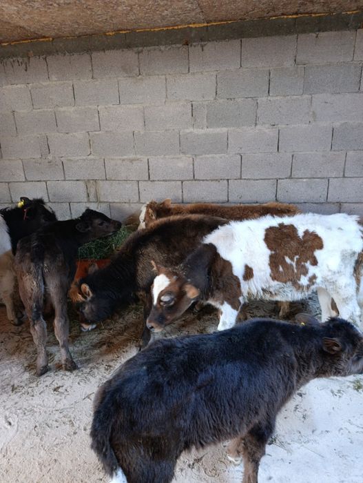 Продаются 3 бычка и 5 тёлок