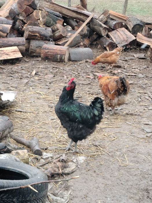 Vând cocoși de rasă