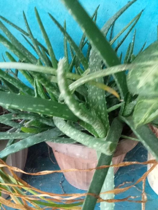 Домашние цветы красивые