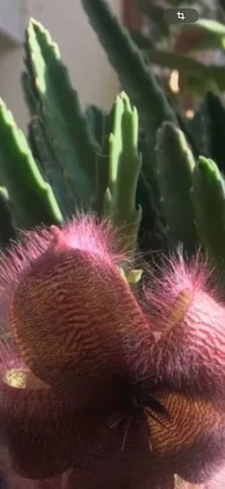 Комнатное растение ( Стапелия - экзотический кактус )