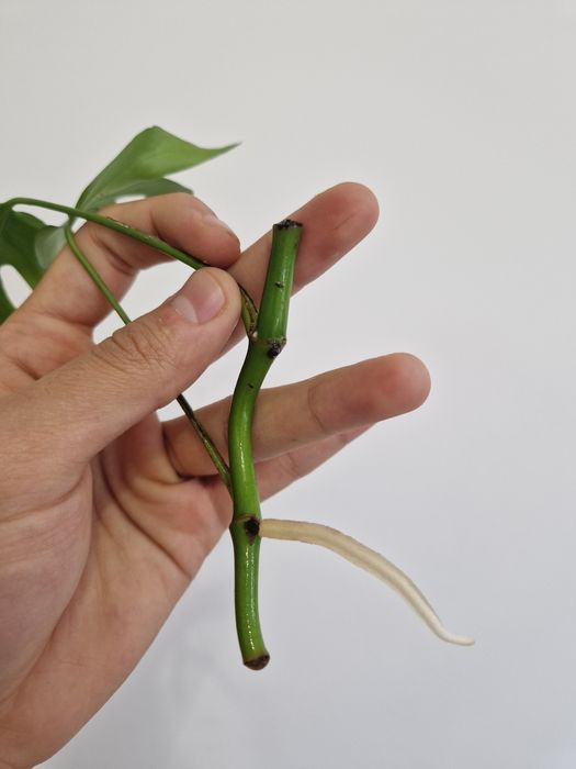 Рафидофора тетрасперма. Монстера минима