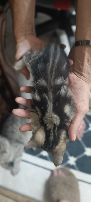 Бесплатно отдам котят