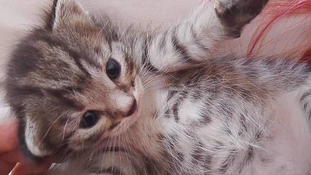 отдам котята в добрые руки