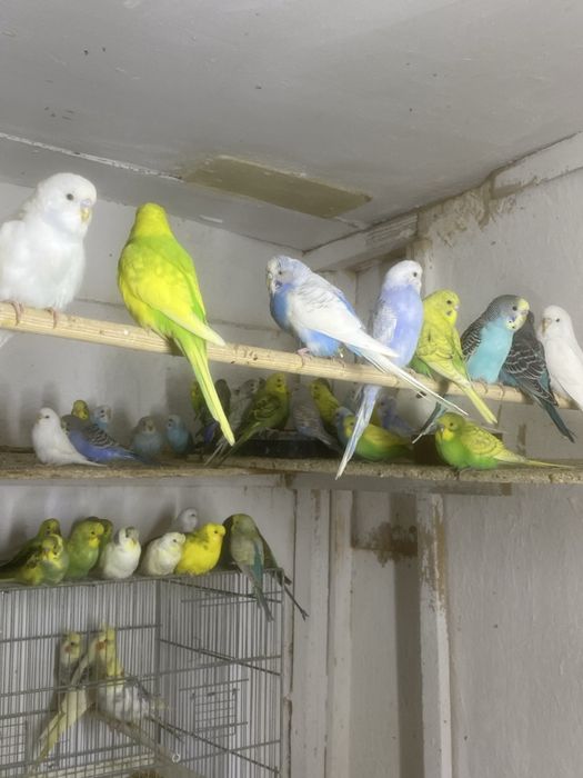 Perusi pui-productie proprie