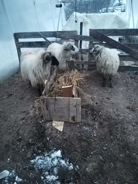 Vand trei oii doua gestante una stearpa!