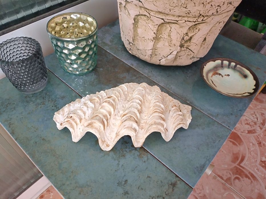 Голяма екзотична мида от Шри Ланка - 18 см