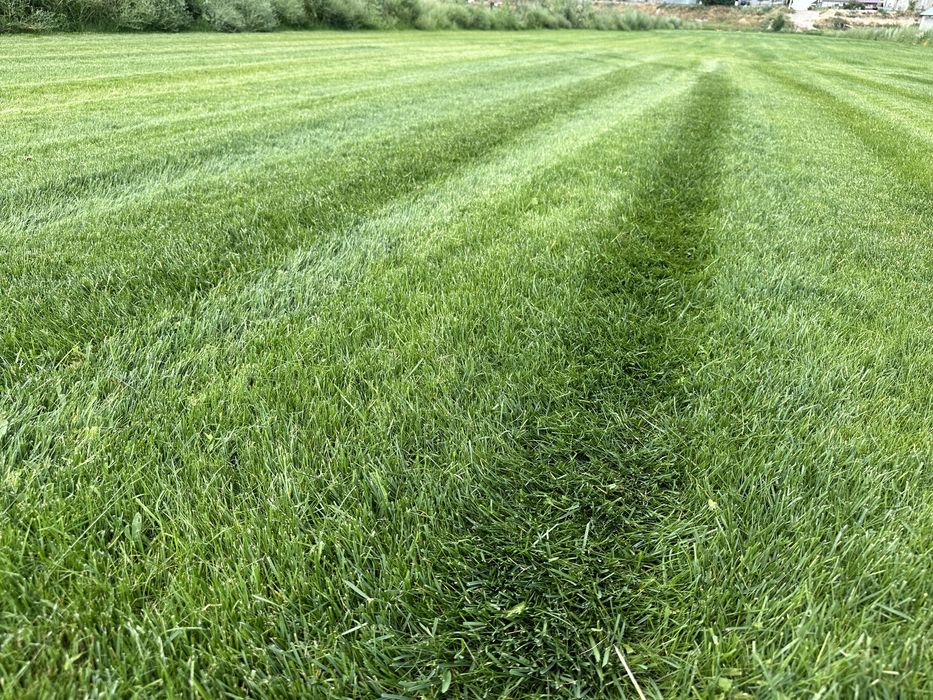 Газон рулонный