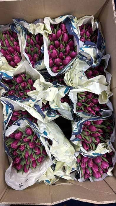 Тюльпаны опт  на 8 марта