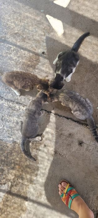 Котёнки 3-х месячные