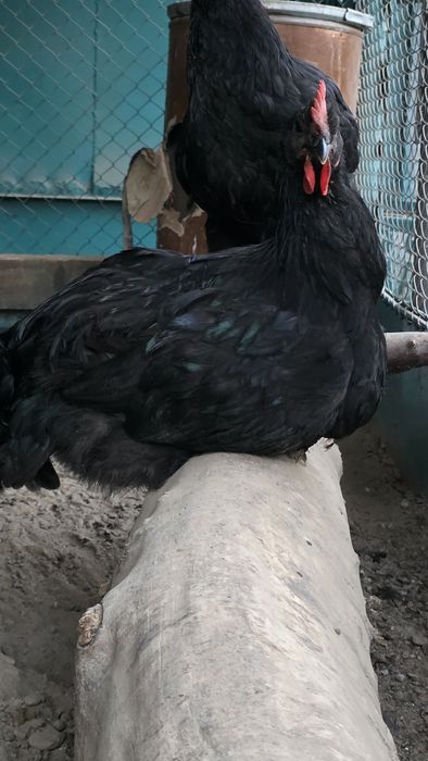 Петух джерсийский гигант