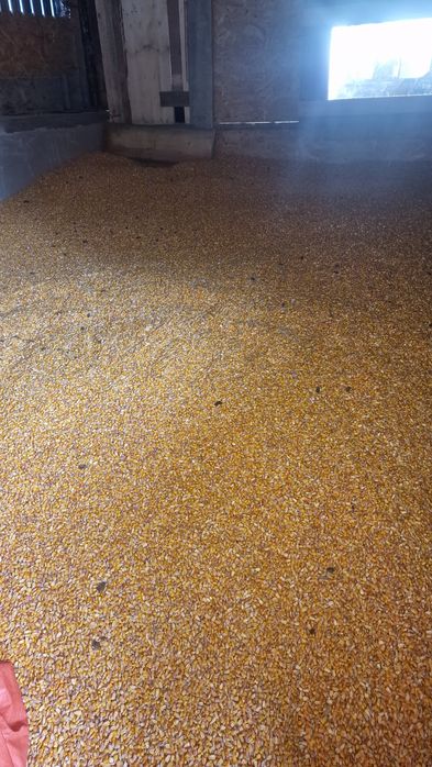 Vând porumb boabe 90 bani kg