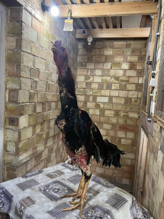 Dakan xoroz sotiladi