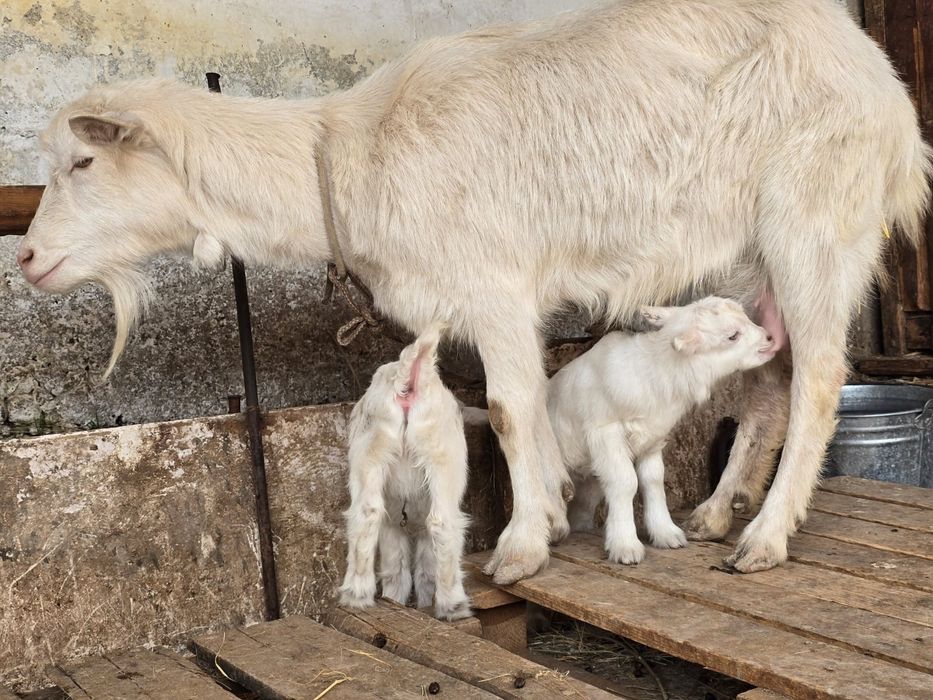 Ешкі коза сауынды занен