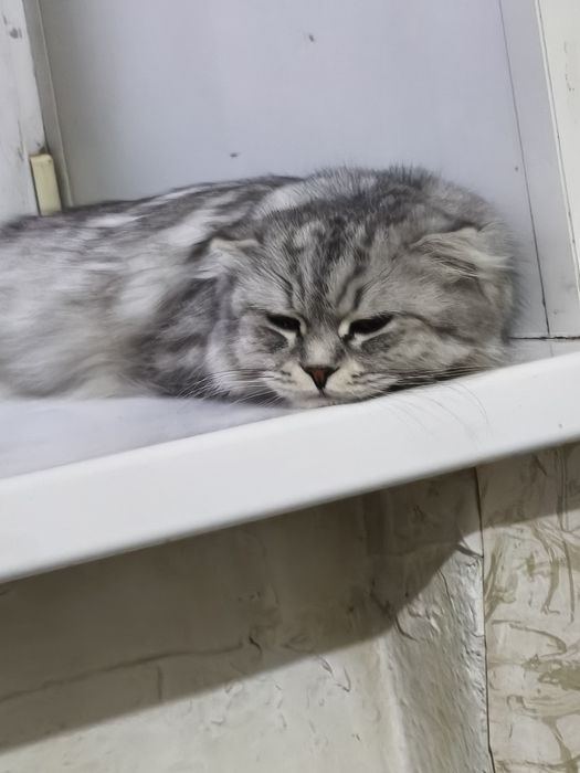 Кошка хайленд фолд