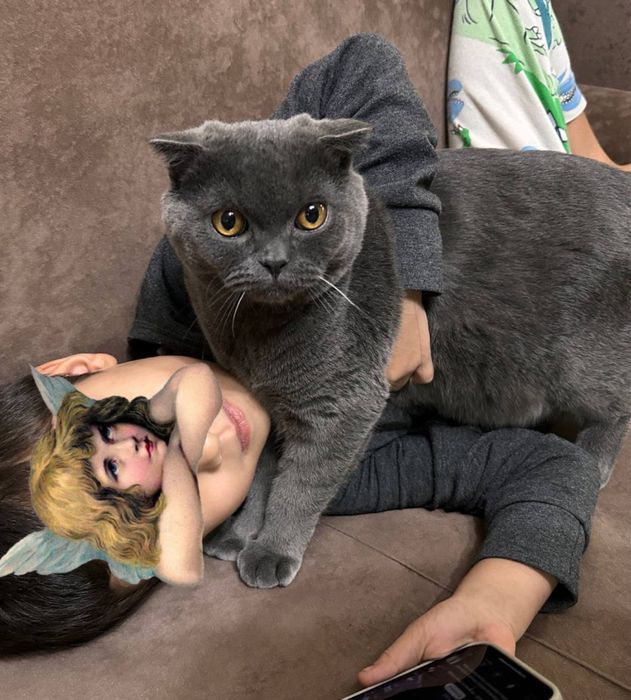 Mushuk birtaniske paroda