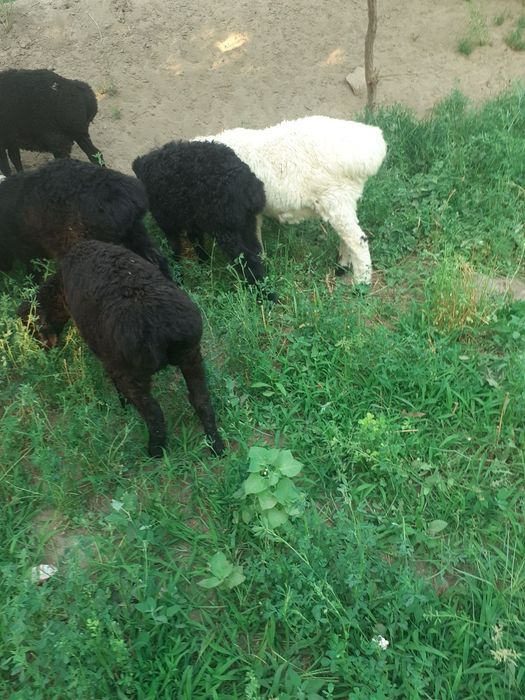 Gijduvonda Toza hisori quzilar sotiladi 6ta 1joyga sotiladi