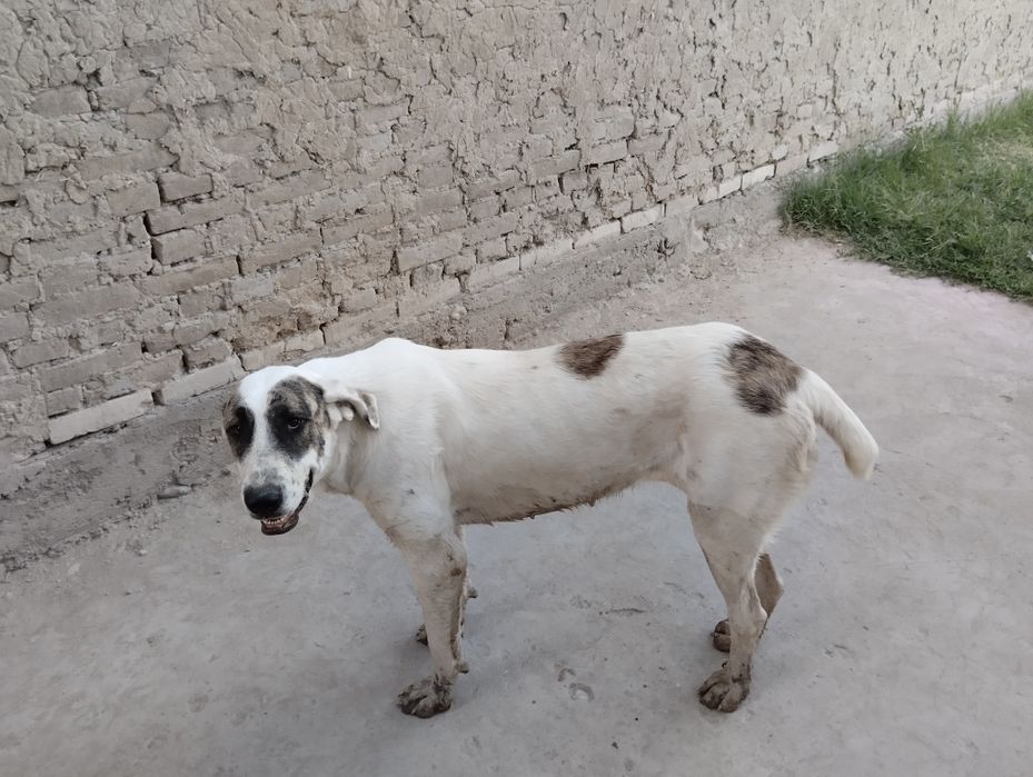 Алабай 1 года привита