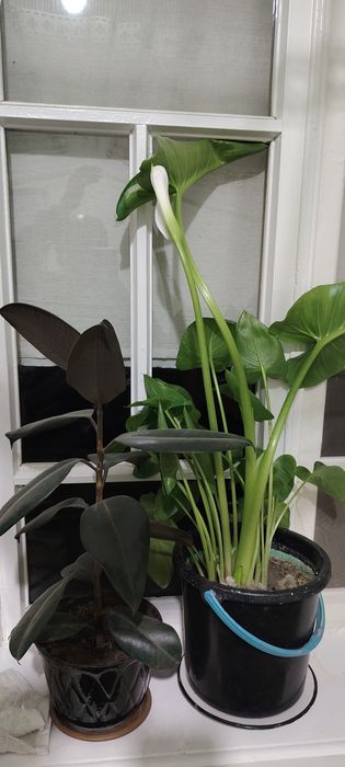 Gullar sotiladi xonaki gullar