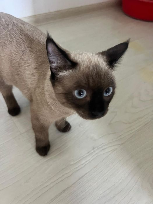 Кот сиамский, 7 месяцев