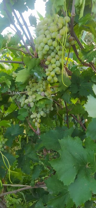 Продажа дачи "Здравница".