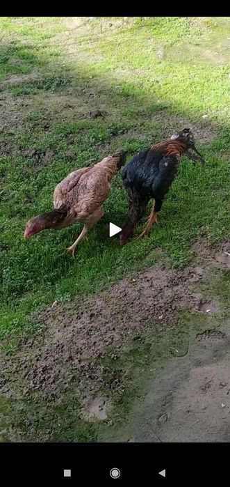 Shamola xoroz va tovuq sotiladi