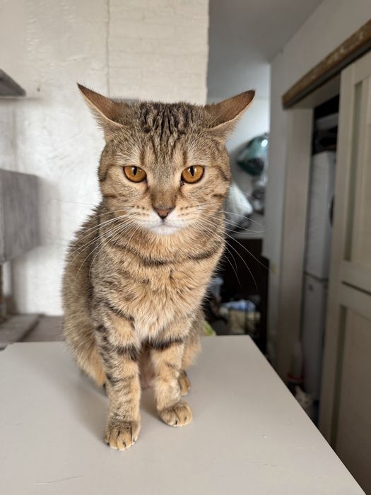 Кошечка ищет семью