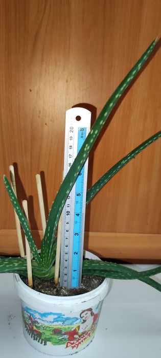 Алоэ Вера  6 лет