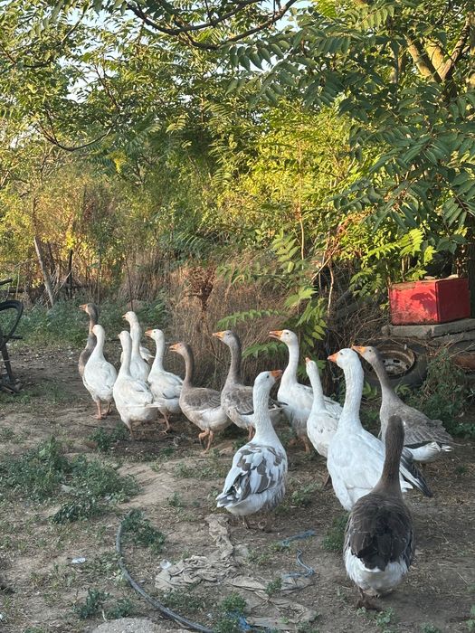 gâște de vanzare