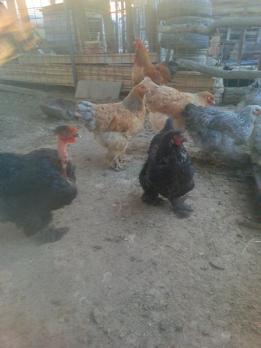 Vând ouă de incubat de brahma