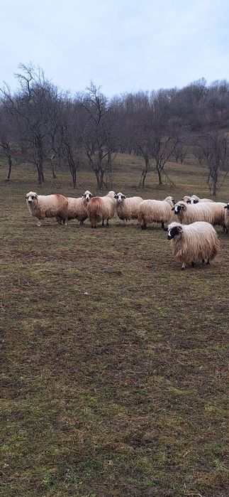 Vând 28 de oi tinere .10 cu miei ,5 mai trebuie să fete si restu noati