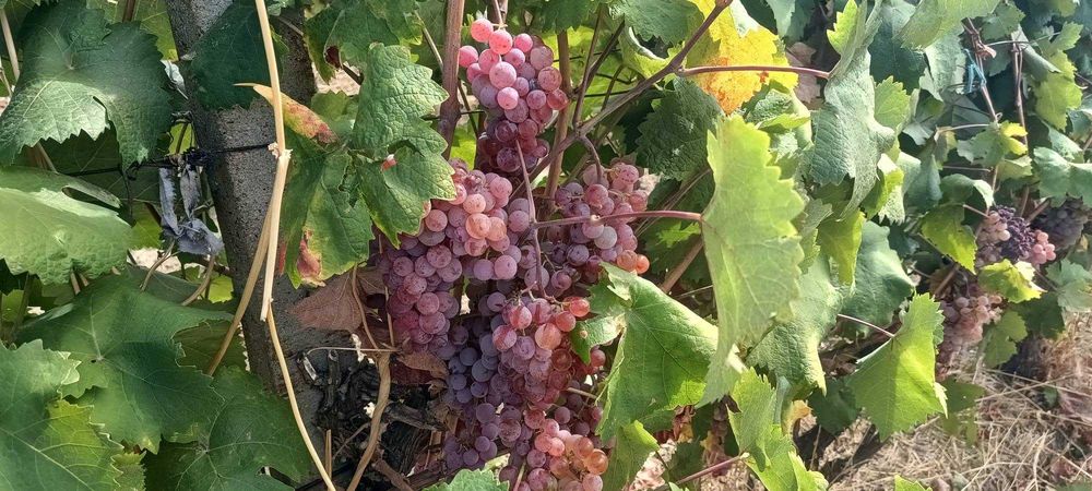 Продавам грозде,червен мискет, област Сливен