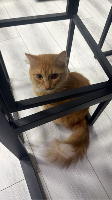 Отдам кота в добрые руки