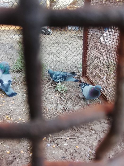 Продается Голуби