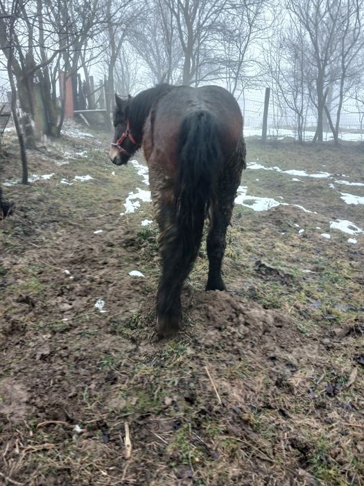 Mânz de doi ani de vanzare