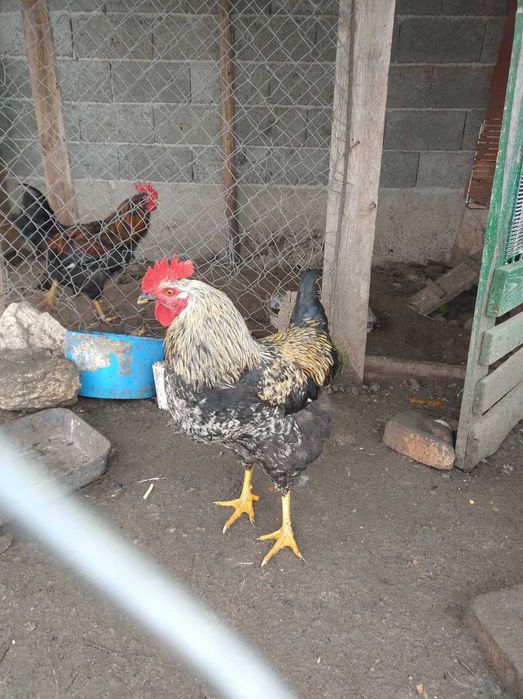 Продавам петли .