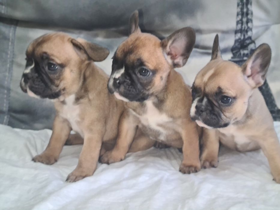 Продам щенков французского бульдога.