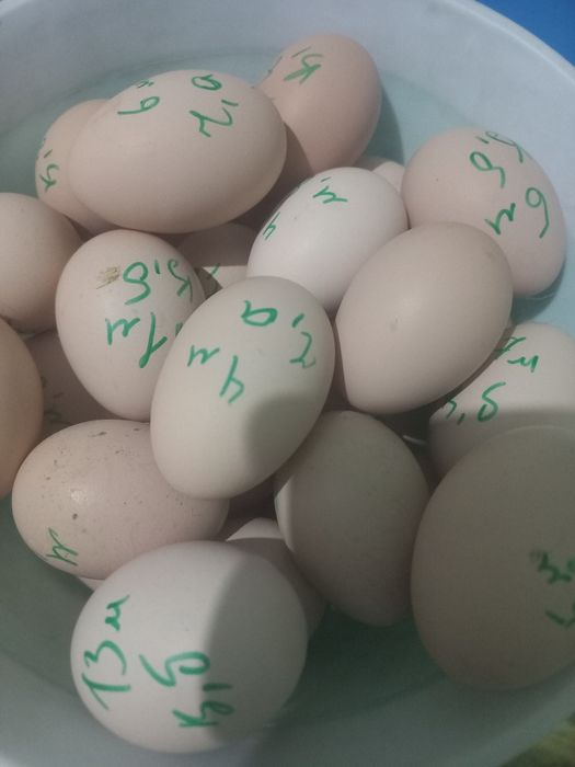 Жужа очириш учун тухумлар сотилади