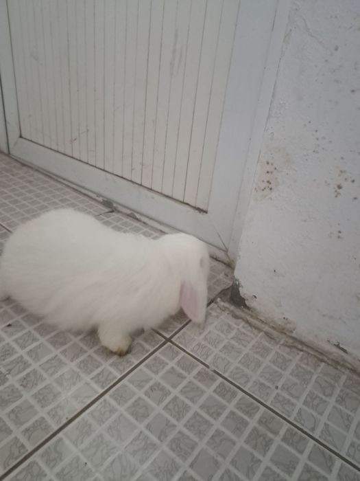 Qayonlar sotiladi karlik baran