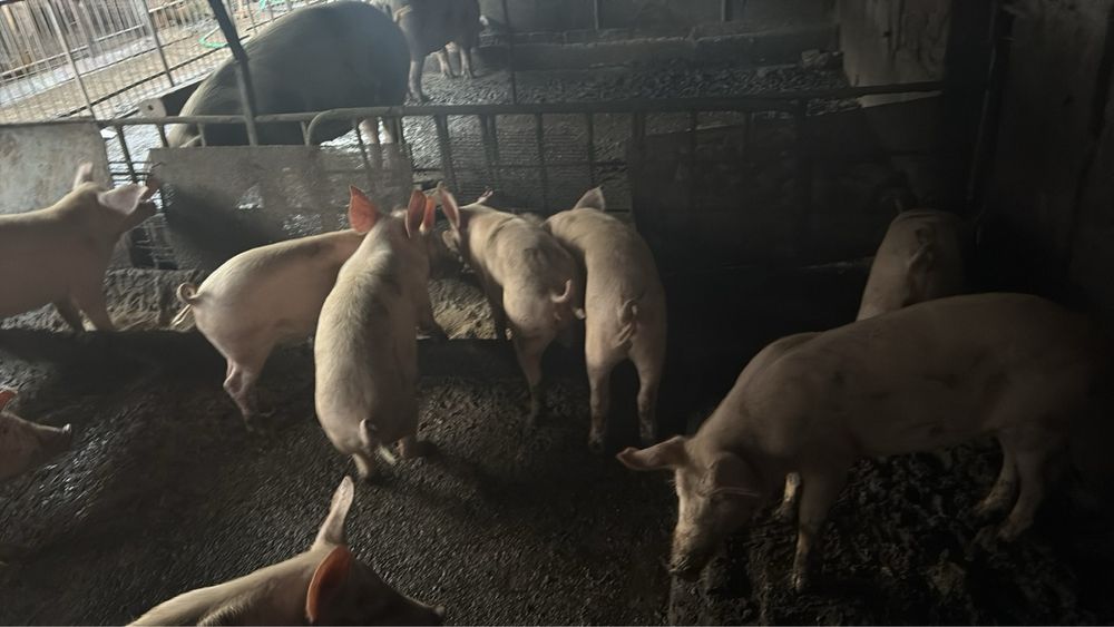 Продаваме малки прасета