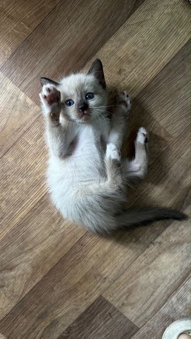 Котята добрые руки