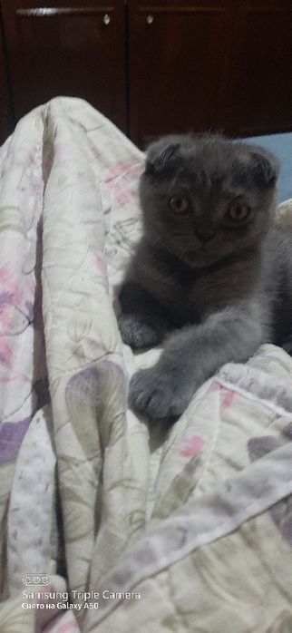 Шотландские вислоухие