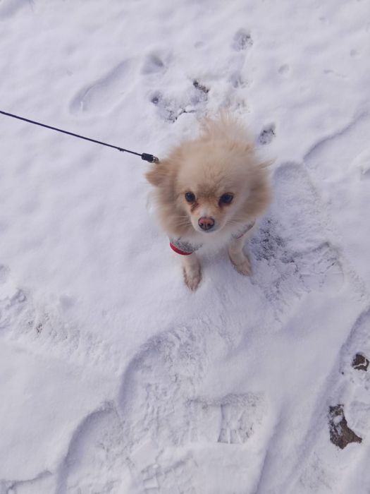 Шпиц девочка 5 месяцев есть документы