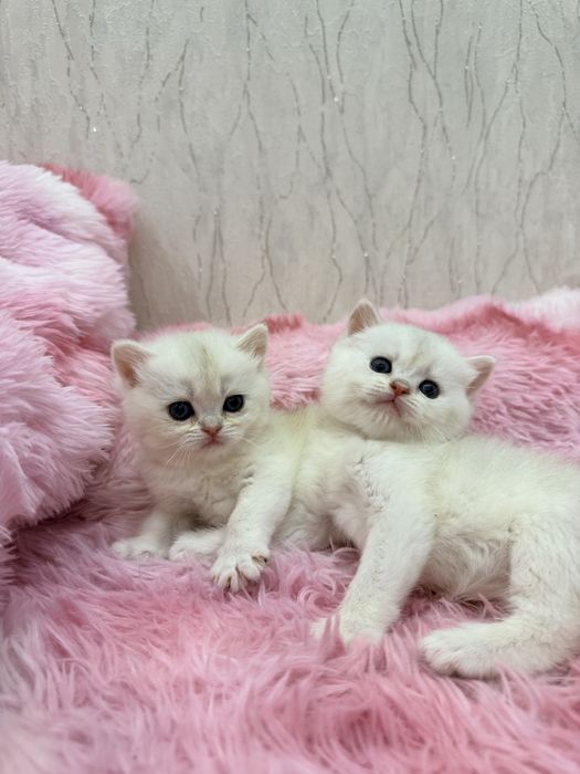 На продаже котята