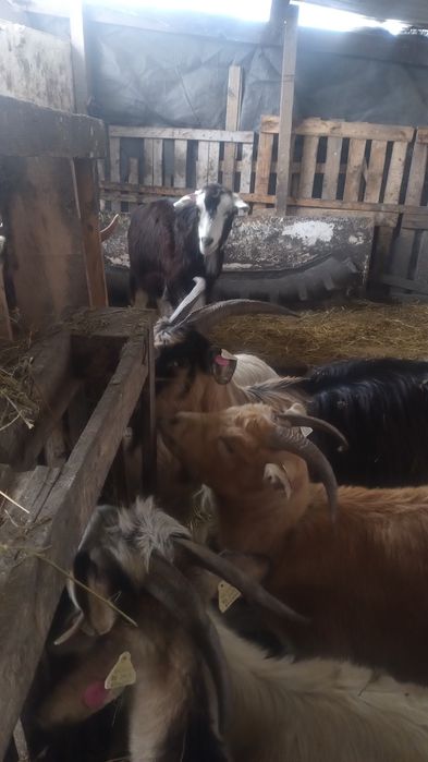 Capre tinere și iede