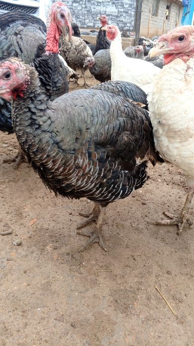 Ундіктер сатылады