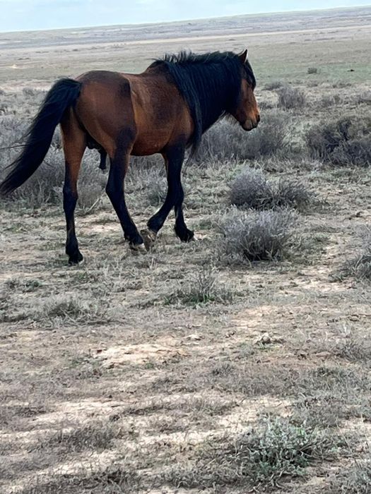 Екі қазақы жабы айғырлар сатылады