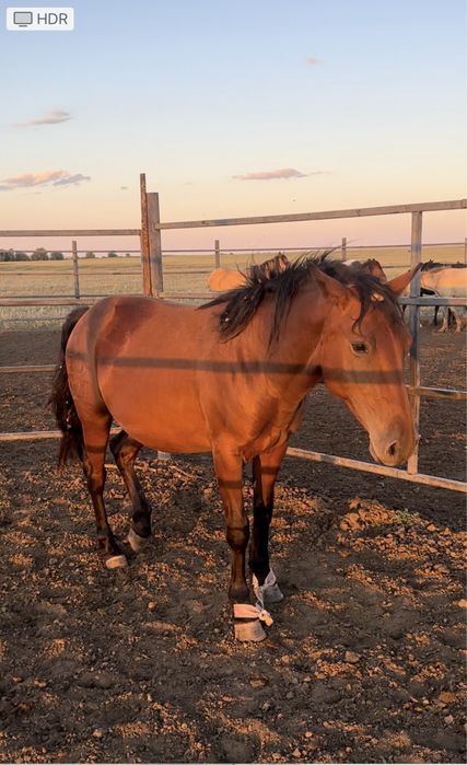 Мұғалжар МЗ айғыр құнан