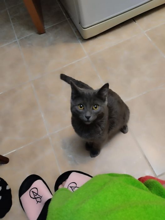 Отдам кота в хорошие руки